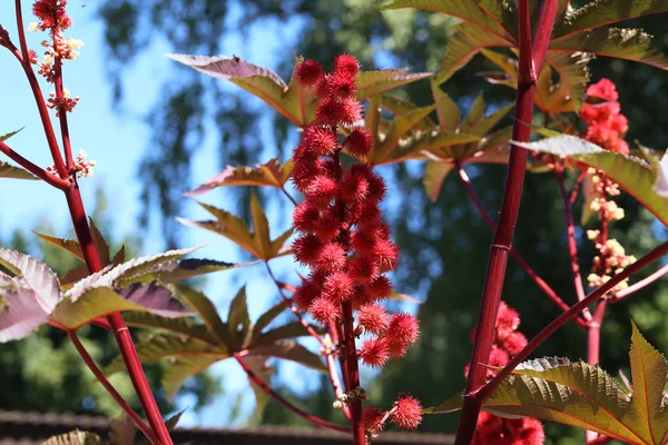 Czerwony Kwiat Ricinus Communis Ziarna Rycyny Lub Oleju Rycynowego Roślin — Zdjęcie stockowe