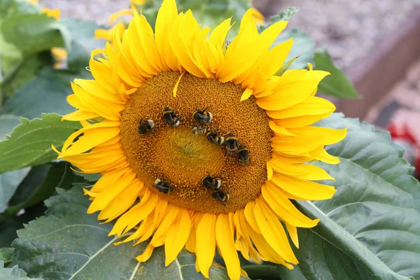 Arılar Bumblebees Üzerinde Bir Ayçiçeği — Stok fotoğraf