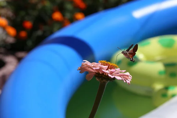 ハチドリ蛾蝶が花のように座っている — ストック写真