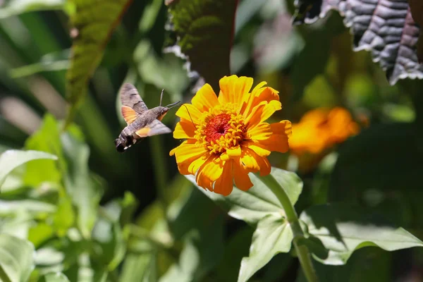 Hummingbird Hawk Moth Butterfly Senta Uma Flor — Fotografia de Stock