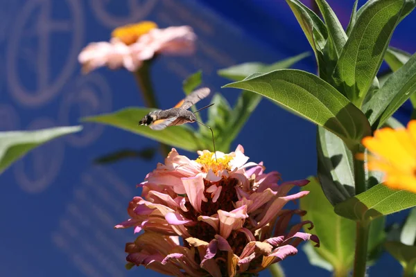 Hummingbird Hawk Σκώρο Πεταλούδα Κάθεται Ένα Λουλούδι — Φωτογραφία Αρχείου