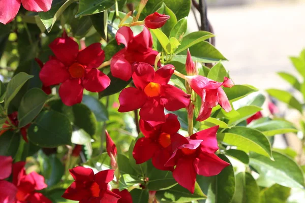 Dipladenia Beautiful Red Flowers Garden — Stock Photo, Image