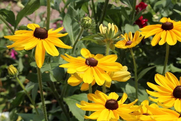 Mooie Gele Bloemen Tuin Echinacea — Stockfoto