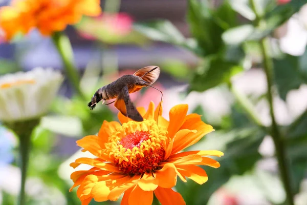 Hummingbird Hawk Σκώρο Πεταλούδα Κάθεται Ένα Λουλούδι — Φωτογραφία Αρχείου