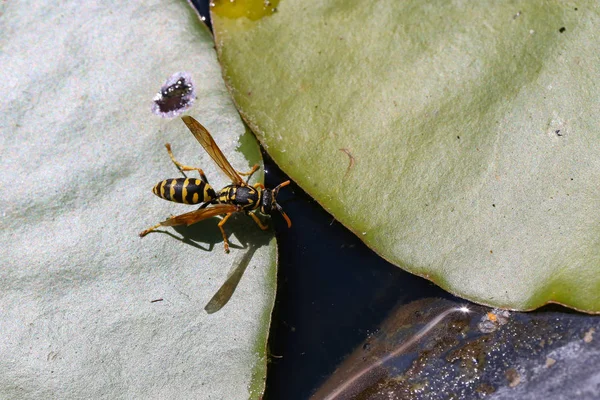Wasp Drinks Water Pond — Stock Photo, Image
