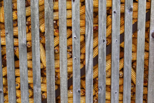 스토리지에 옥수수 Cobs — 스톡 사진