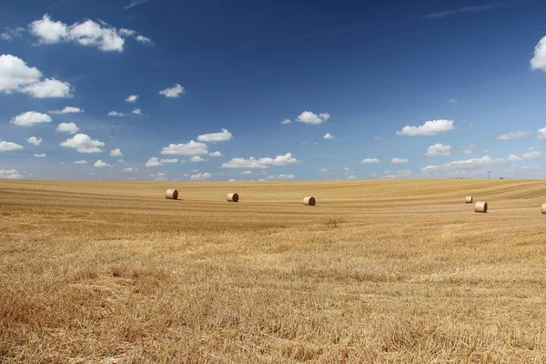 夏の終わり 麦畑を収穫します — ストック写真
