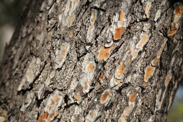 bark of southern pine