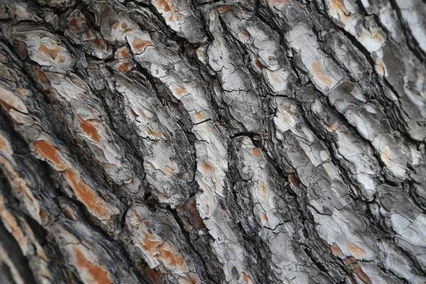 bark of southern pine