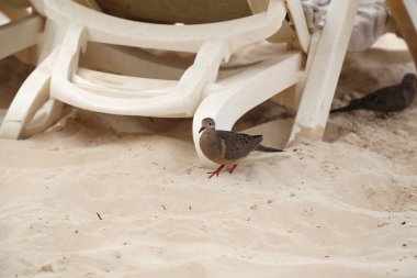 Kumsalda güvercinler