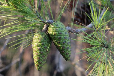 Çam ağacı dalı taşlı çam kozalakları