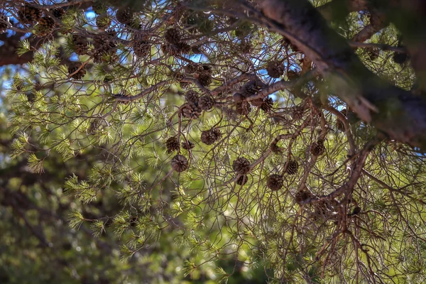 Çam Ağacı Dalı Taşlı Çam Kozalakları — Stok fotoğraf