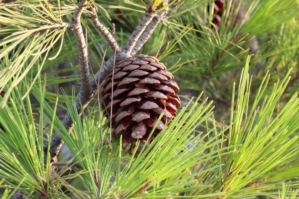 Pine Tree Branch With Stone Pine Cones