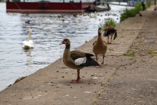 Ducks River — Stock Photo, Image