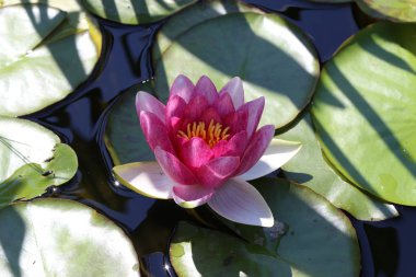 Nilüfer yapraklarının gölde yüzmek / lilyum su