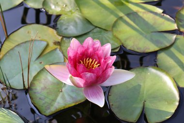 Nilüfer yapraklarının gölde yüzmek / lilyum su