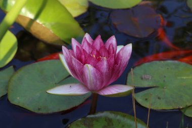 Nilüfer yapraklarının gölde yüzmek / lilyum su