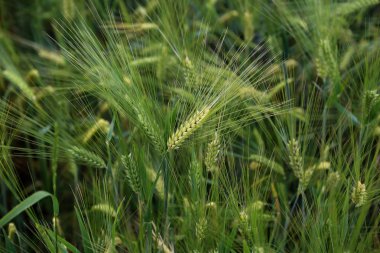 Tarım / hasat / sivri alanında