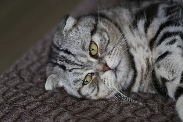 美しい家の純血種の猫の肖像画 ブリティッシュショートヘアの子猫 — ストック写真
