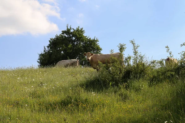 Krowy Pasą Się Łące — Zdjęcie stockowe