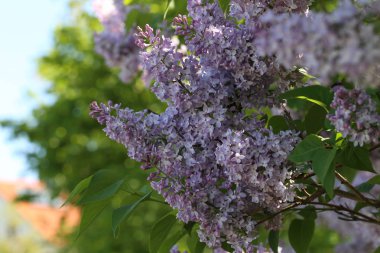 Bahçede çiçek açması leylak dalı