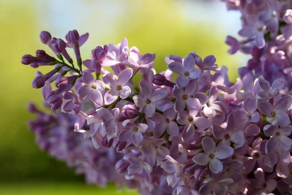 Branch Blossoming Lilac Garden — Stock Photo, Image