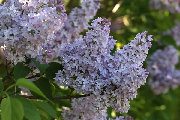 Branch Blossoming Lilac Garden — Stock Photo, Image