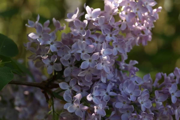 Branch Blossoming Lilac Garden — Stock Photo, Image