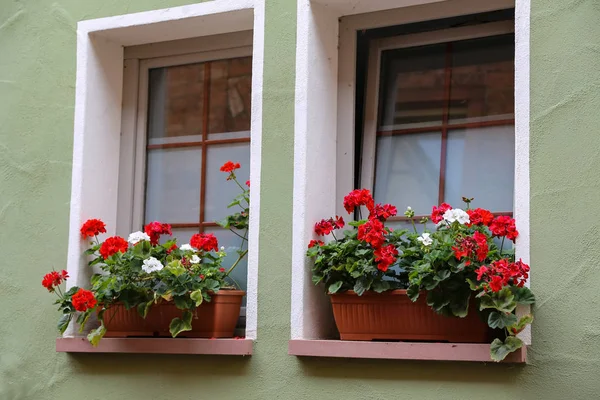 Fleurs Sur Rebord Fenêtre — Photo