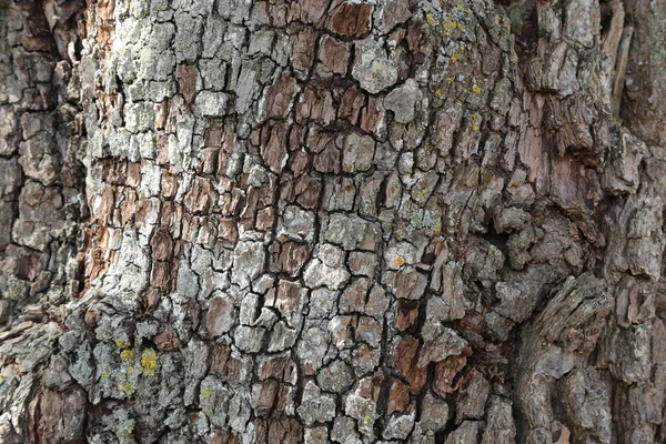 Rinde Des Birnbaums — Stockfoto