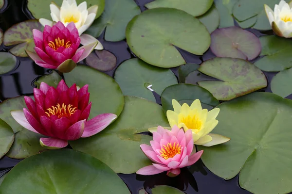 Nilüfer yapraklarının gölde yüzmek / lilyum su