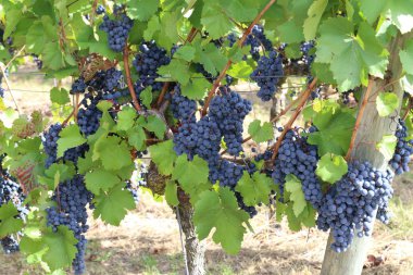 Üzüm bağ olgunlaşma