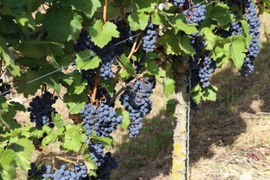Üzüm bağ olgunlaşma