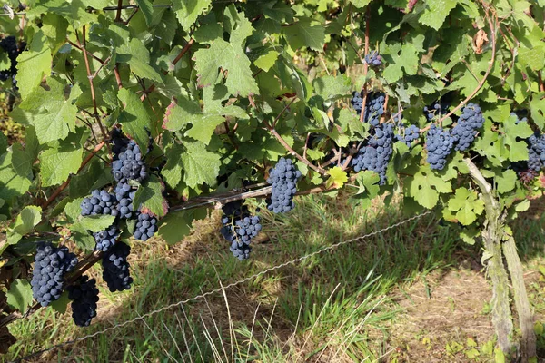 Las Uvas Están Madurando Viñedo — Foto de Stock