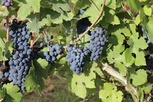 Las Uvas Están Madurando Viñedo — Foto de Stock