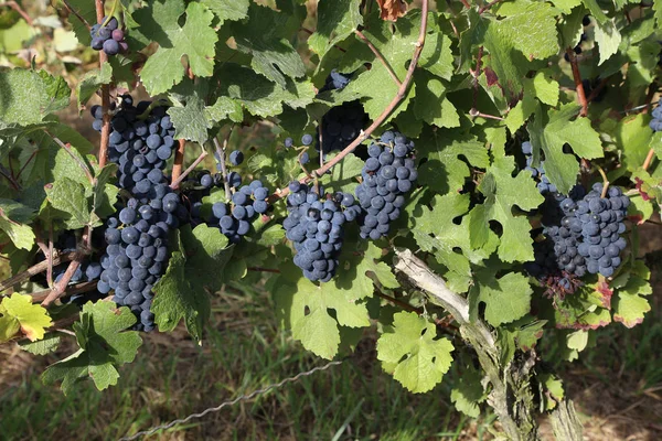 Виноград Дозріває Винограднику — стокове фото