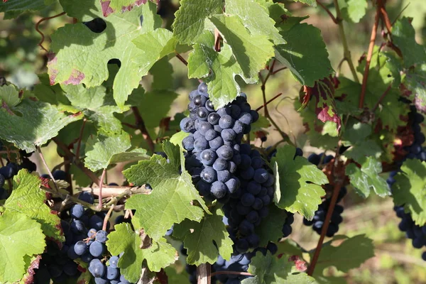 Las Uvas Están Madurando Viñedo — Foto de Stock