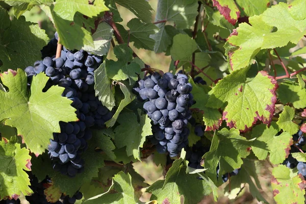 Las Uvas Están Madurando Viñedo — Foto de Stock