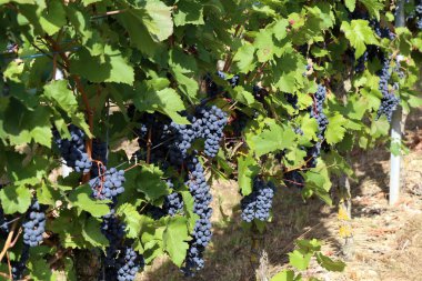 Üzüm bağ olgunlaşma