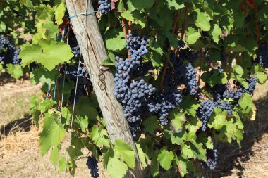 Üzüm bağ olgunlaşma