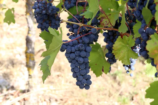 Uvas Estão Amadurecer Vinha — Fotografia de Stock