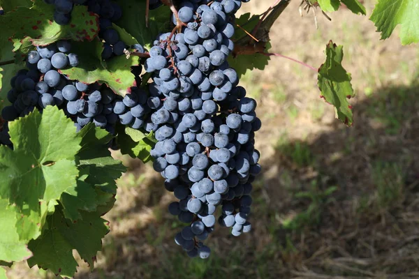 Las Uvas Están Madurando Viñedo — Foto de Stock