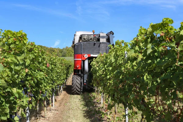 Harvesting Grapes Combine Harvester — Stock Photo, Image