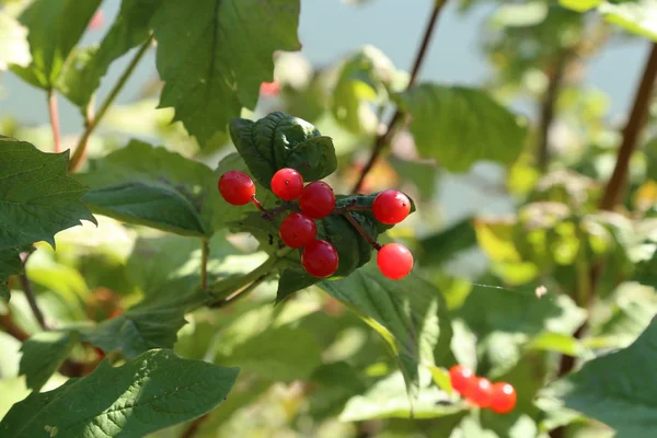 Bacca Rossa Sui Rami Nella Foresta — Foto Stock