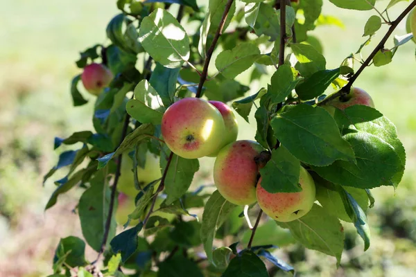 Яблоки Созревают Ветвях — стоковое фото