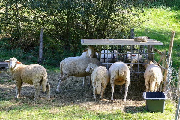 ペンの羊の放牧 — ストック写真