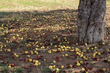 Yabani armut düşen meyve