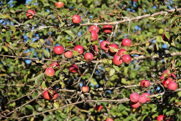 Las Manzanas Maduran Las Ramas — Foto de Stock