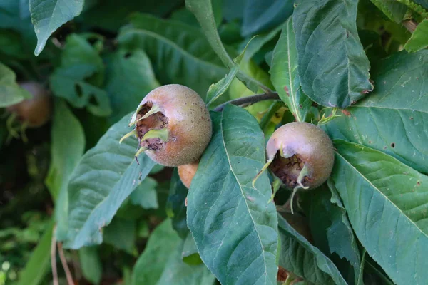 Frutto Mespilus Germanica Chiamato Anche Nespola Comune Albero — Foto Stock