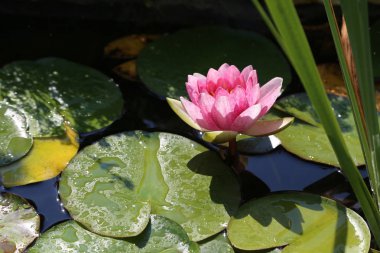 Nilüfer yapraklarının gölde yüzmek / lilyum su